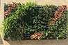 BGreen-it Living Wall